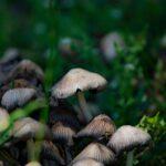 A detailed image showcasing a cluster of forest mushrooms surrounded by lush greenery, captured in a natural setting.