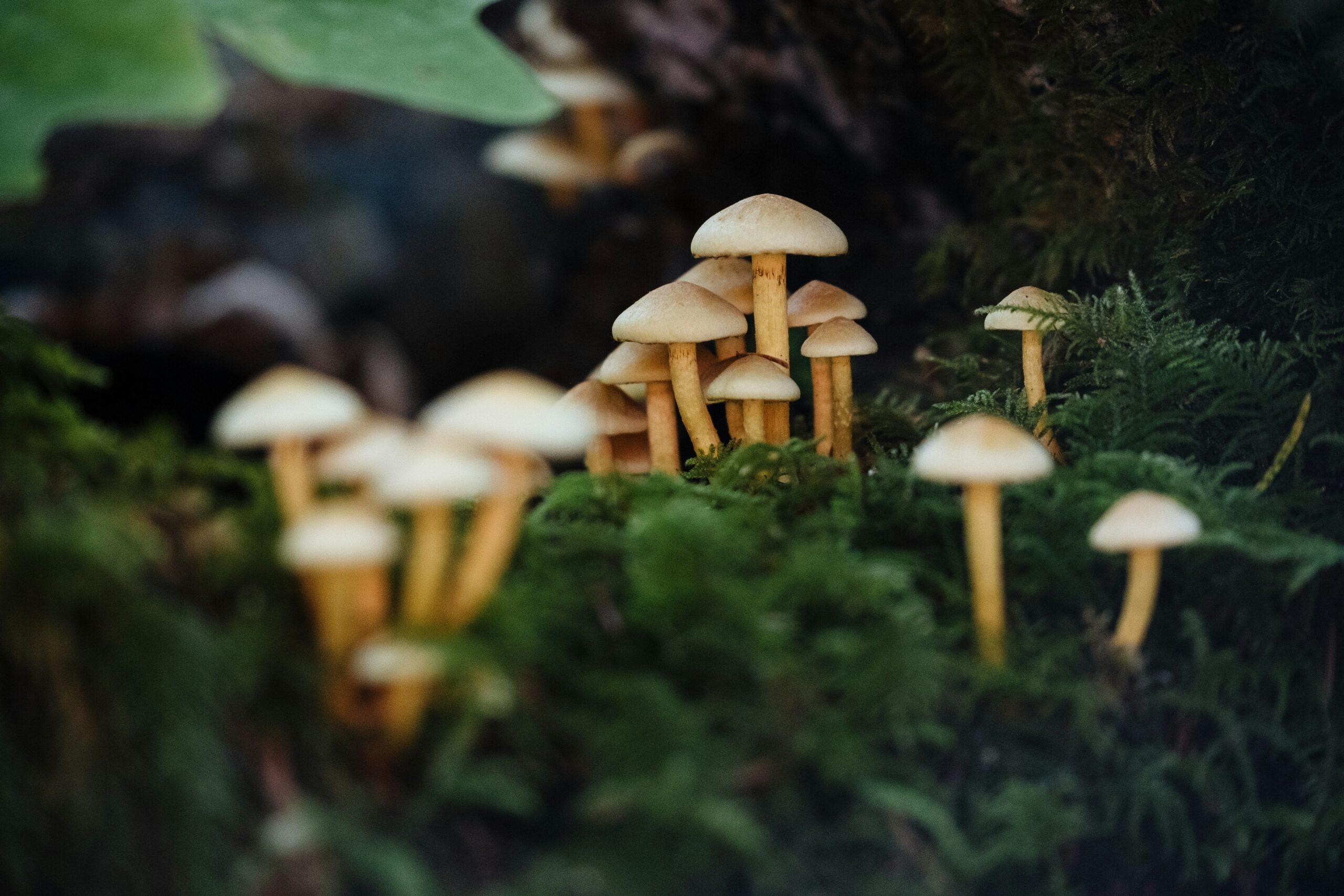 Le piège des applis à champignons : votre smartphone ne remplace pas un bouquin