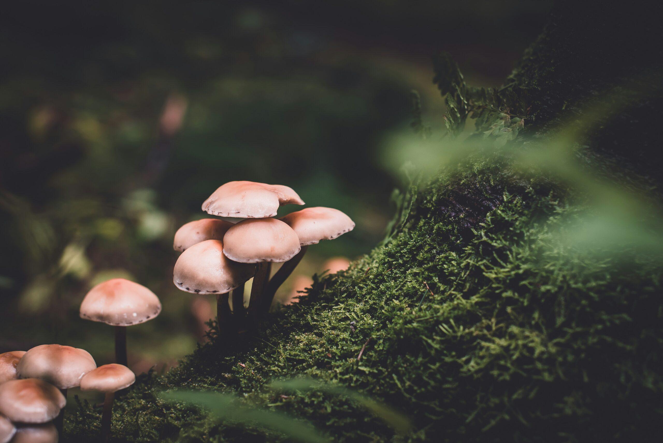 L'été de la Saint-Martin et le champignon d'hiver : le vrai calendrier des cueillettes