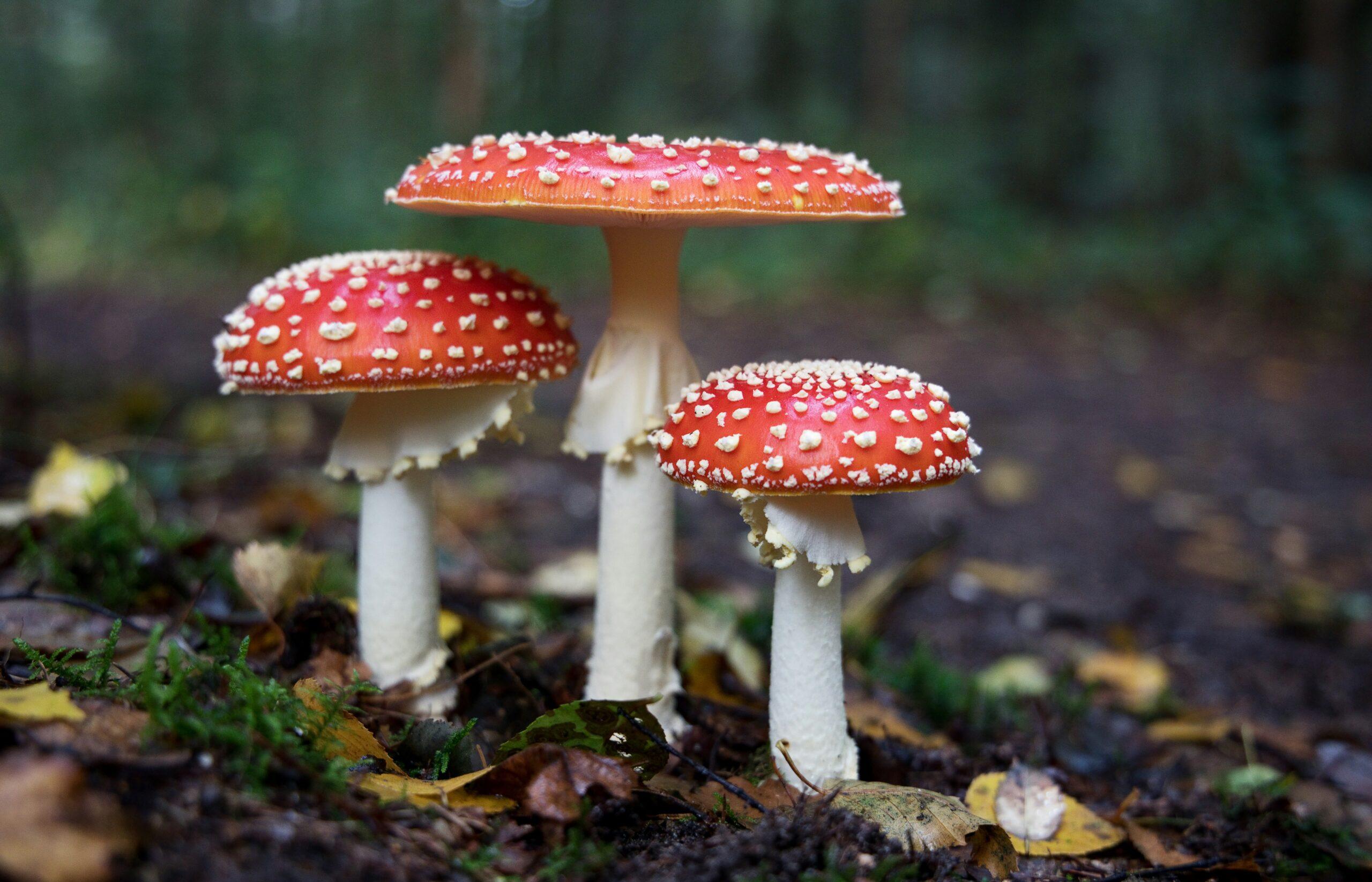 Nouvelle lune, champignons aux abonnés absents