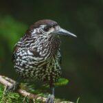 Gros-bec casse-noyaux : la tornade dodue qui réduit les cerises en miettes Close-up of a spotted nutcracker bird on a branch in natural habitat.