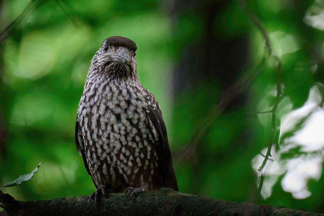 A spotted nutcracker perches on a branch in a lush green forest, showcasing its unique plumage.
