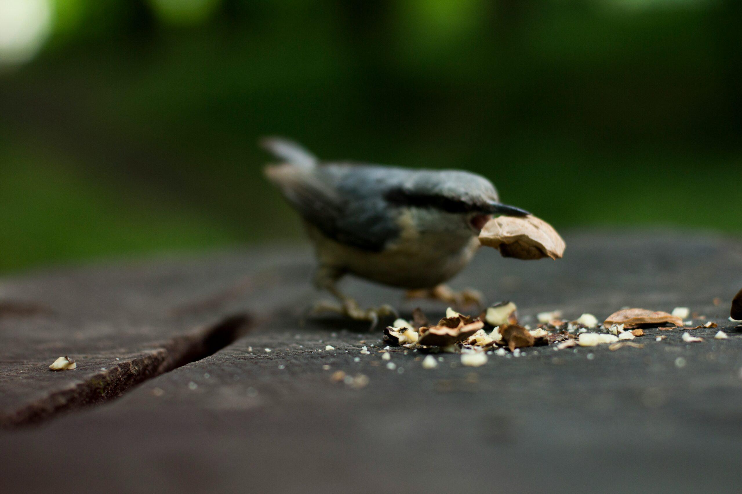 Un drôle d'oiseau aux manières de gentleman