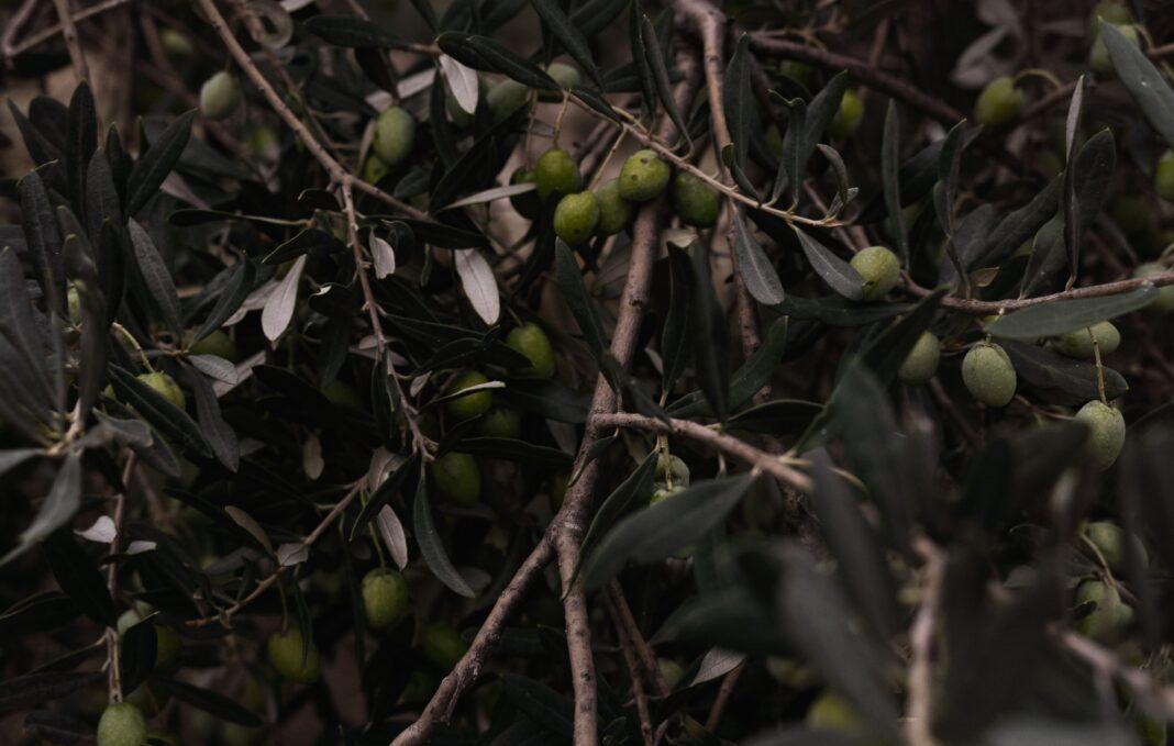 Close-up of green olives on a tree branch with lush leaves, emphasizing nature's bounty.