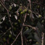 Culture et entretien de l'olivier : 5500 ans de savoir-faire en 5 minutes Close-up of green olives on a tree branch with lush leaves, emphasizing nature's bounty.
