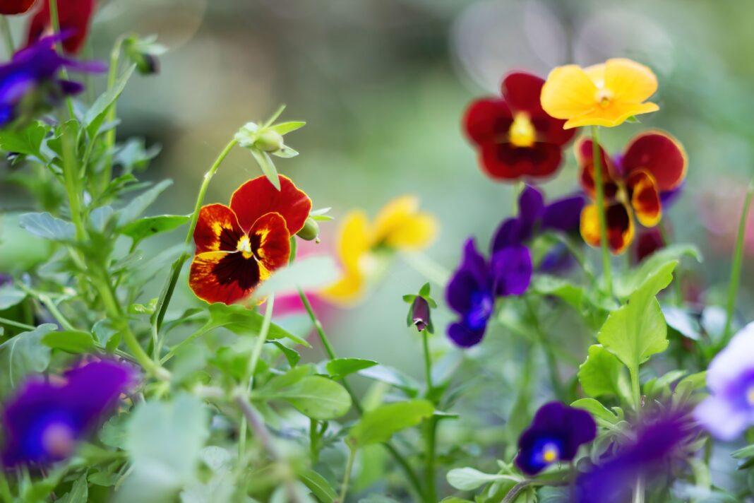 Colorful garden pansies in full bloom, showcasing a variety of vivid hues against a lush green background.