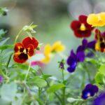 Pensée (fleur) : 3 secrets de culture (100% de réussite) Colorful garden pansies in full bloom, showcasing a variety of vivid hues against a lush green background.