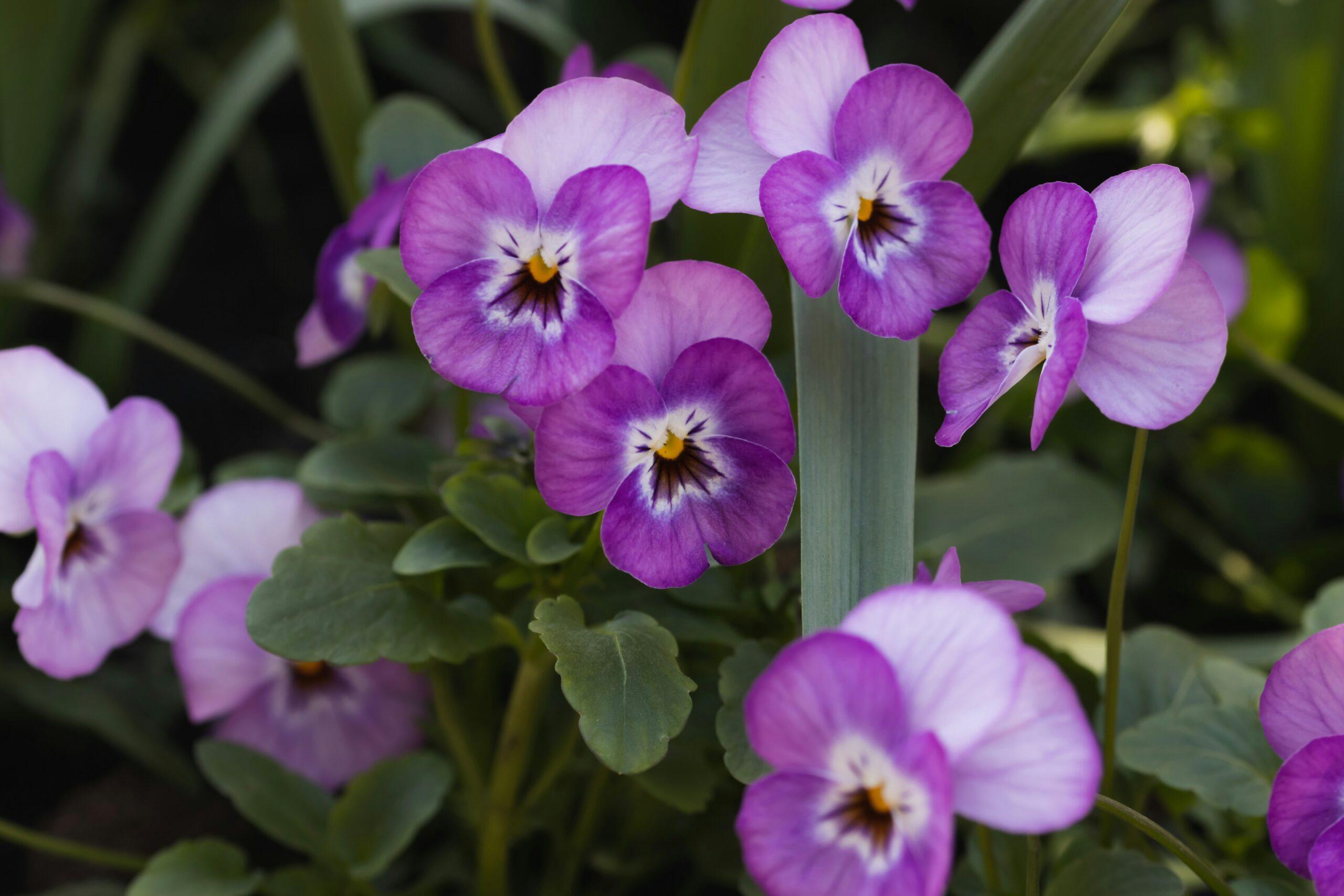 Des fleurs tout l'hiver : le plan d'entretien accéléré