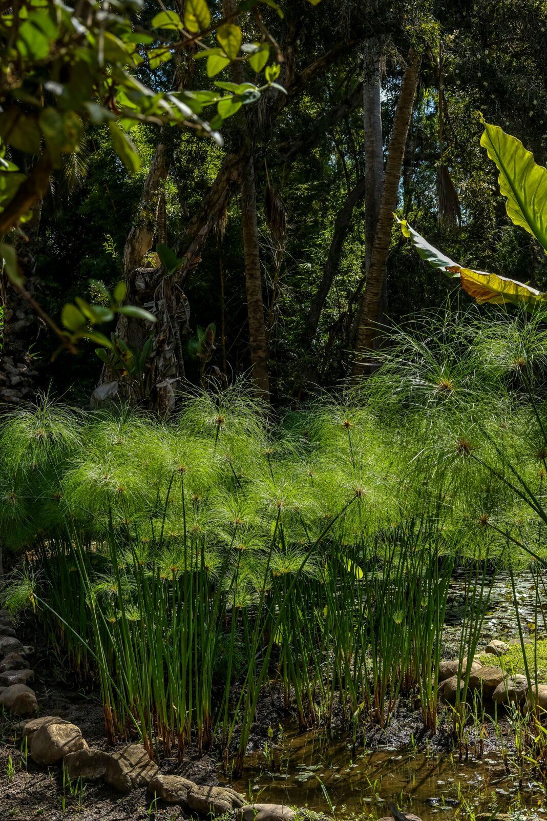 Thick cluster of papyrus plants thriving in a dense, tropical jungle setting under dappled sunlight.