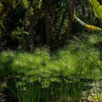 Papyrus en pot : le guide décomplexé pour une jungle d'intérieur qui en jette Thick cluster of papyrus plants thriving in a dense, tropical jungle setting under dappled sunlight.
