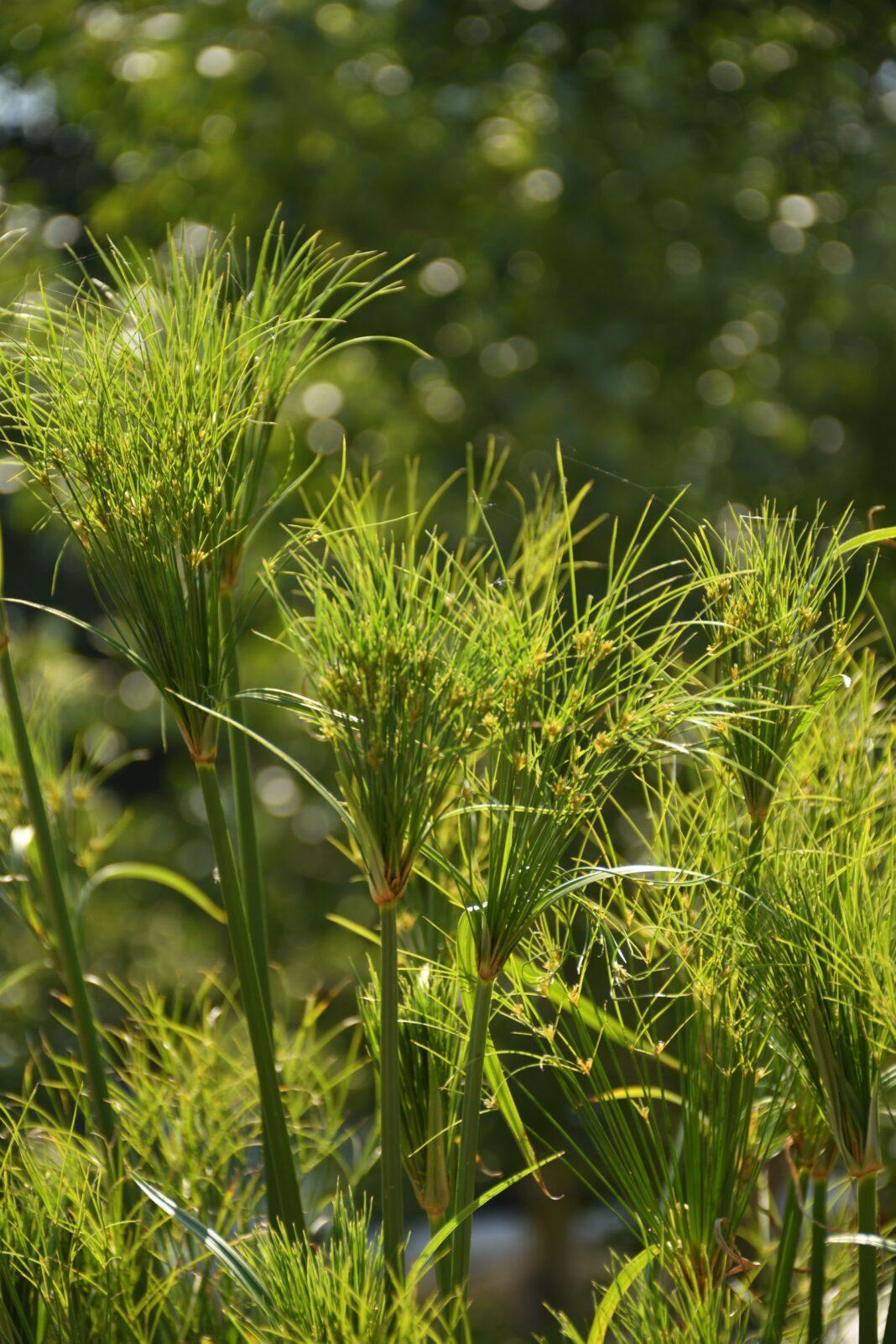 Capture of vibrant green papyrus plants bathed in sunlight, showcasing natural beauty.