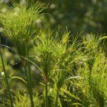 Papyrus en pot : le guide décomplexé pour une jungle d'intérieur qui en jette Capture of vibrant green papyrus plants bathed in sunlight, showcasing natural beauty.