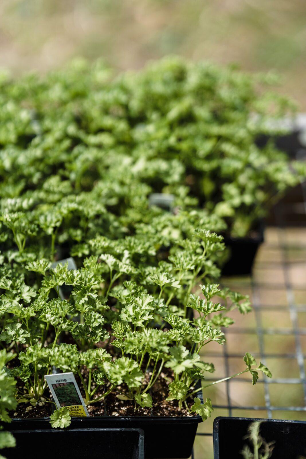 Green parsley with thin stems growing in plastic containers placed on metal grid above grassy ground