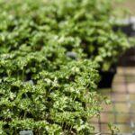 Planter du persil en pot ou au jardin : le guide pour en avoir toute l'année Green parsley with thin stems growing in plastic containers placed on metal grid above grassy ground