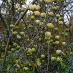 Vibrant green apples hanging from a tree branch in an autumn garden setting.