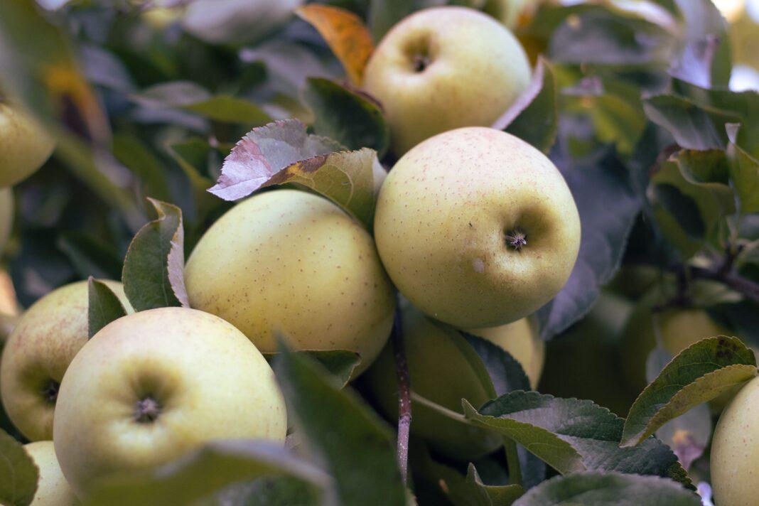 Close-up of ripe green apples hanging on tree branches, surrounded by leaves.