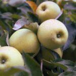 Close-up of ripe green apples hanging on tree branches, surrounded by leaves.