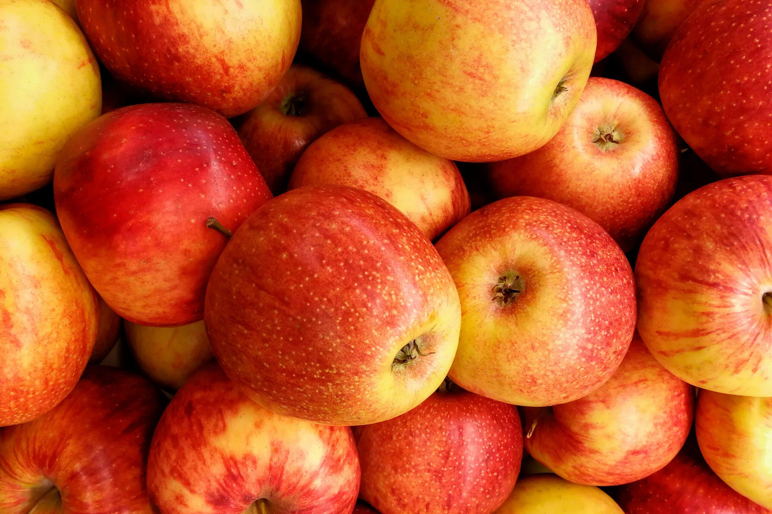 La pomme qui défie le temps : comment survivre à l'hiver dans une cave