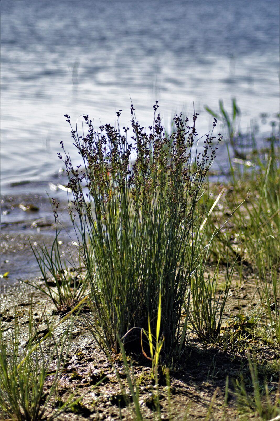 A tranquil scene featuring wild grass growing by a calm lake shore, with the water glistening in the sunlight.