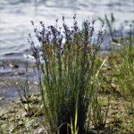 Les pieds dans l'eau : 10 plantes de berge qui métamorphosent votre bassin en refuge sauvage A tranquil scene featuring wild grass growing by a calm lake shore, with the water glistening in the sunlight.