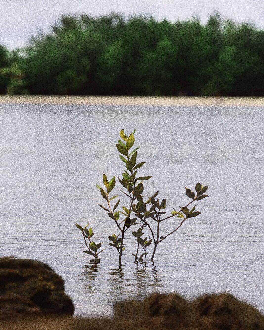 Tranquil mangrove scene in Siruma, Bicol, showcasing nature's beauty and calm ambiance.