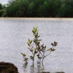 Les pieds dans l'eau : 10 plantes de berge qui métamorphosent votre bassin en refuge sauvage Tranquil mangrove scene in Siruma, Bicol, showcasing nature's beauty and calm ambiance.
