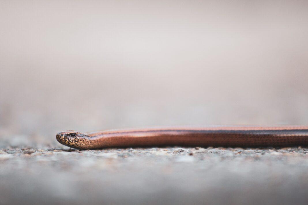 Close-up image of a slow worm on a textured pavement in natural light.