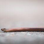L'orvet, l'allié méconnu du jardinier bio : pourquoi il faut le protéger Close-up image of a slow worm on a textured pavement in natural light.