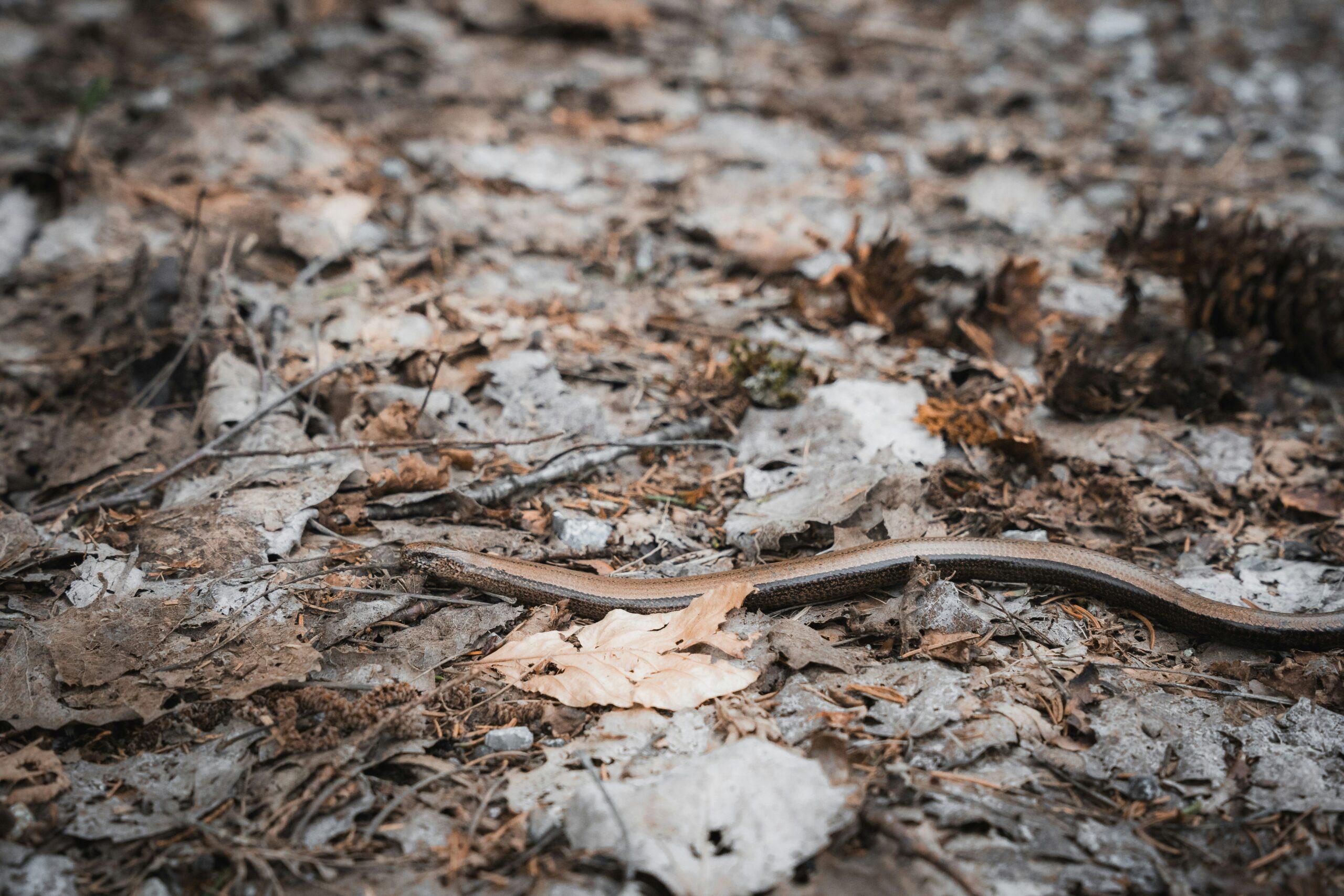 Un faux serpent qui fait le ménage au jardin