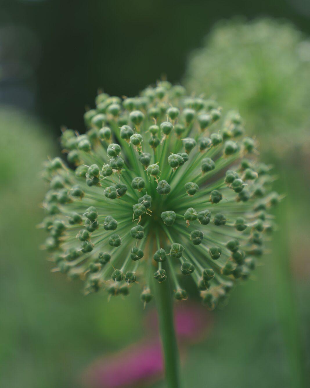 Detailed allium seed head with blurred green background, showcasing nature's intricate design.