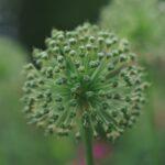 Fleurs sphériques : sublimes boules florales pour un jardin graphique Detailed allium seed head with blurred green background, showcasing nature's intricate design.