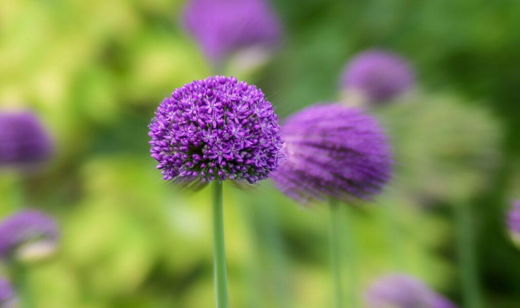 Vibrant close-up of purple allium flowers blooming against a lush green background.