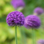 Vibrant close-up of purple allium flowers blooming against a lush green background.