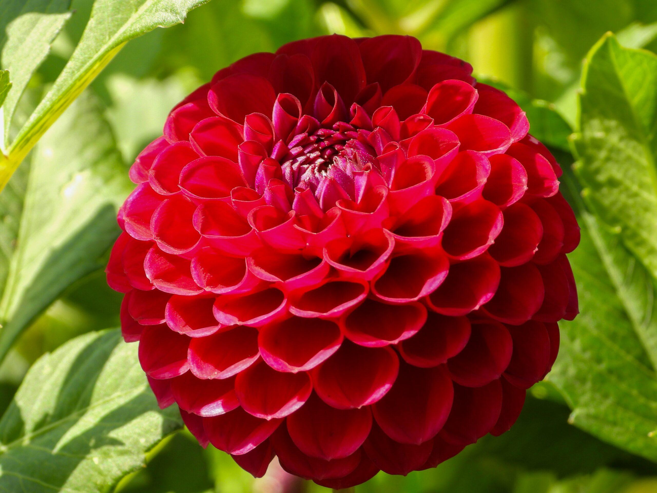 Construire son jardin en boule