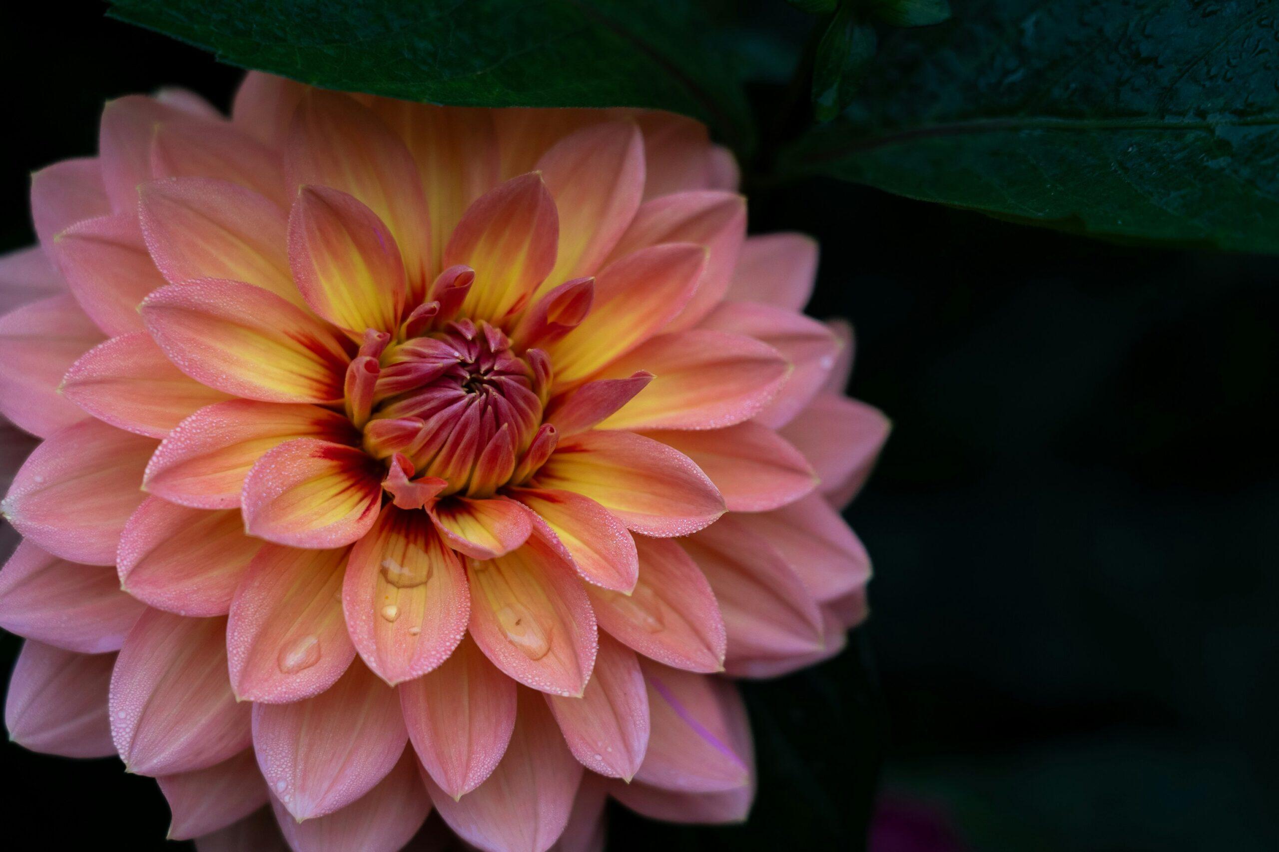 Dahlias pompons : la précision d'un maître horloger