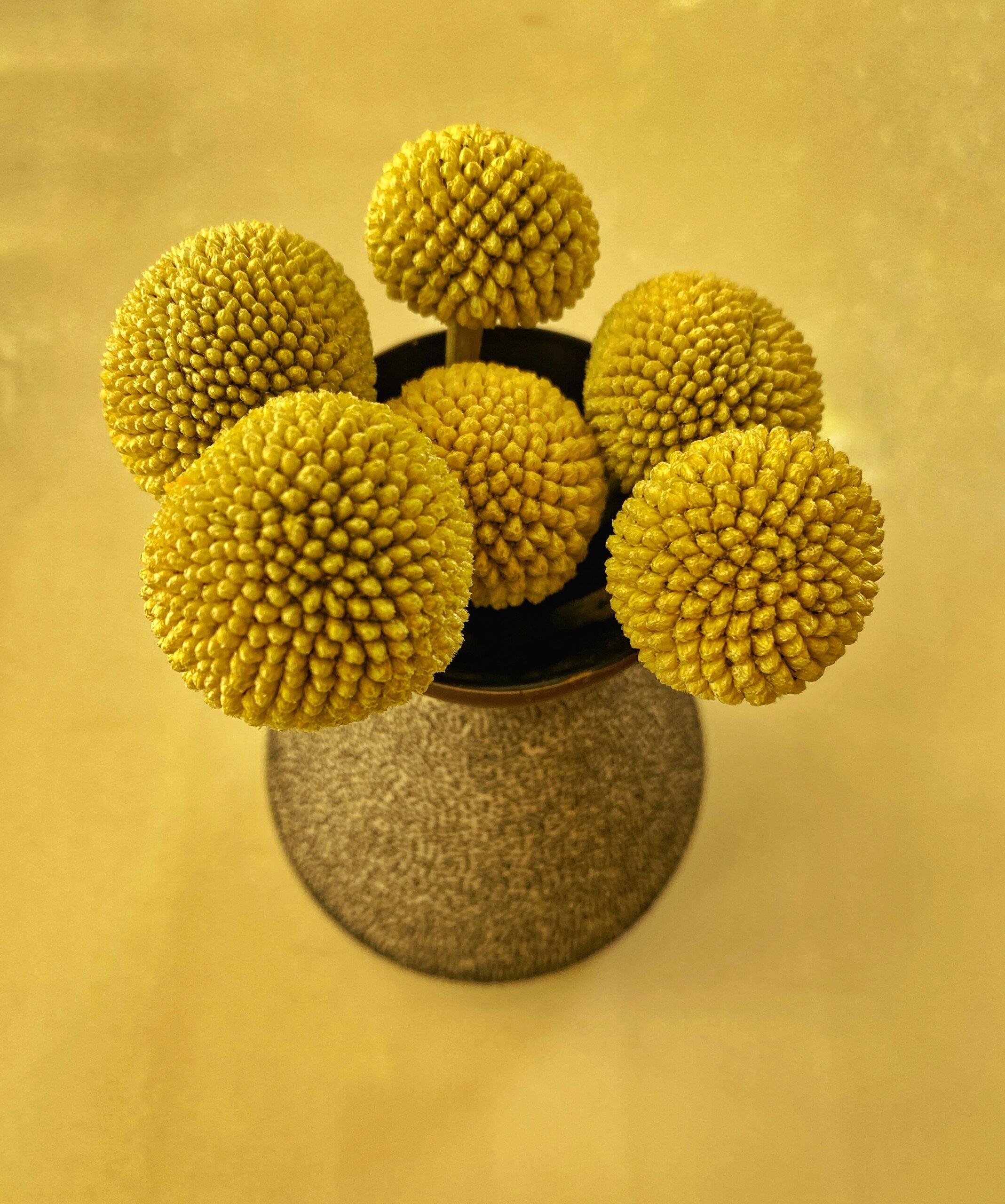 Echinops : la boule azurée qui envoie tout balader
