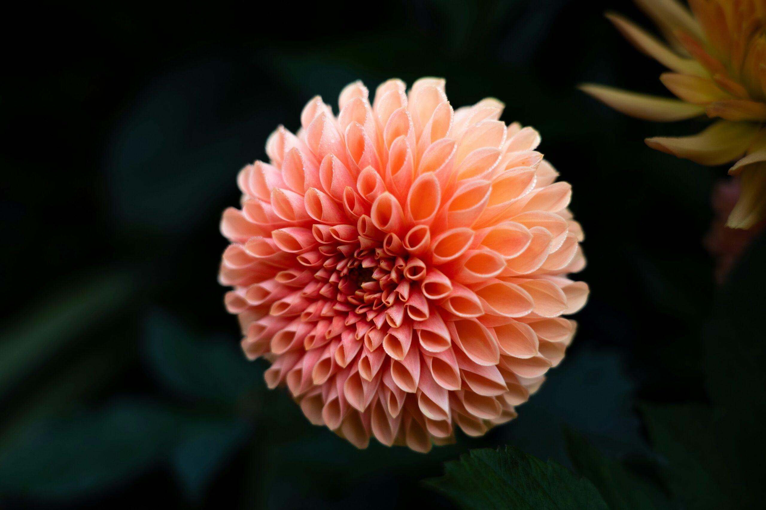 Lantanas : les boules arc-en-ciel increvables