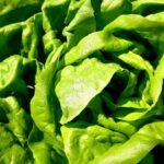Sucrine, la petite salade croquante qui fait de l'ombre aux jeunes pousses High-quality close-up of fresh green lettuce leaves showing vibrant texture and color.