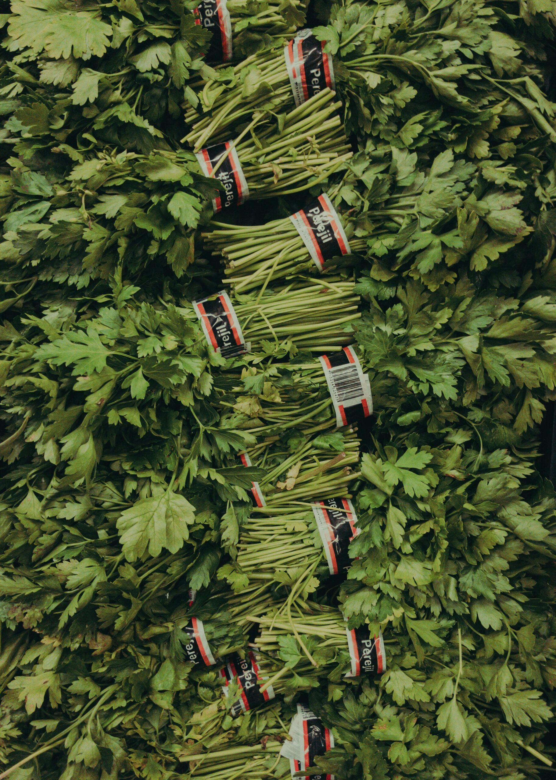 Quand planter le persil acheté en pot ? Maintenant, voilà