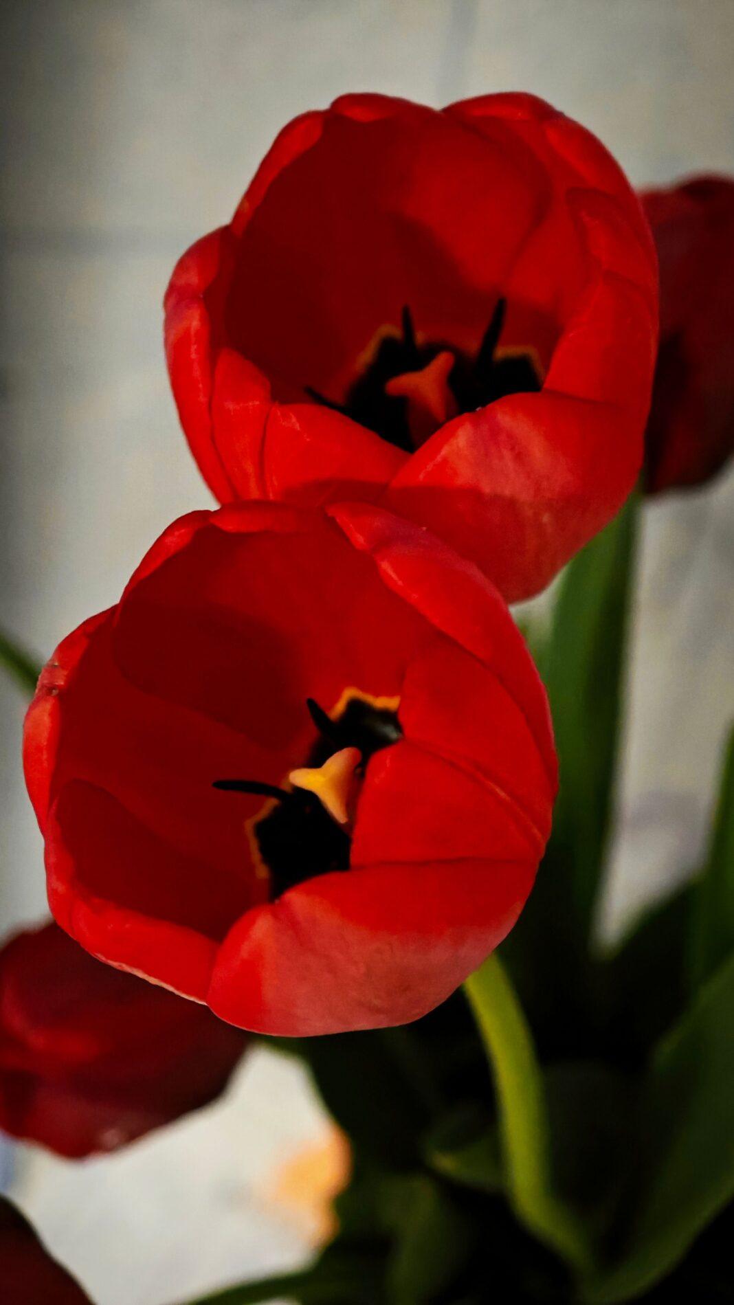 Beautiful close-up of vibrant red tulips, showcasing their intricate petals and natural beauty.