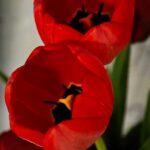 Où voir les plus belles tulipes en 2026 ? Les parcs qui valent le détour Beautiful close-up of vibrant red tulips, showcasing their intricate petals and natural beauty.