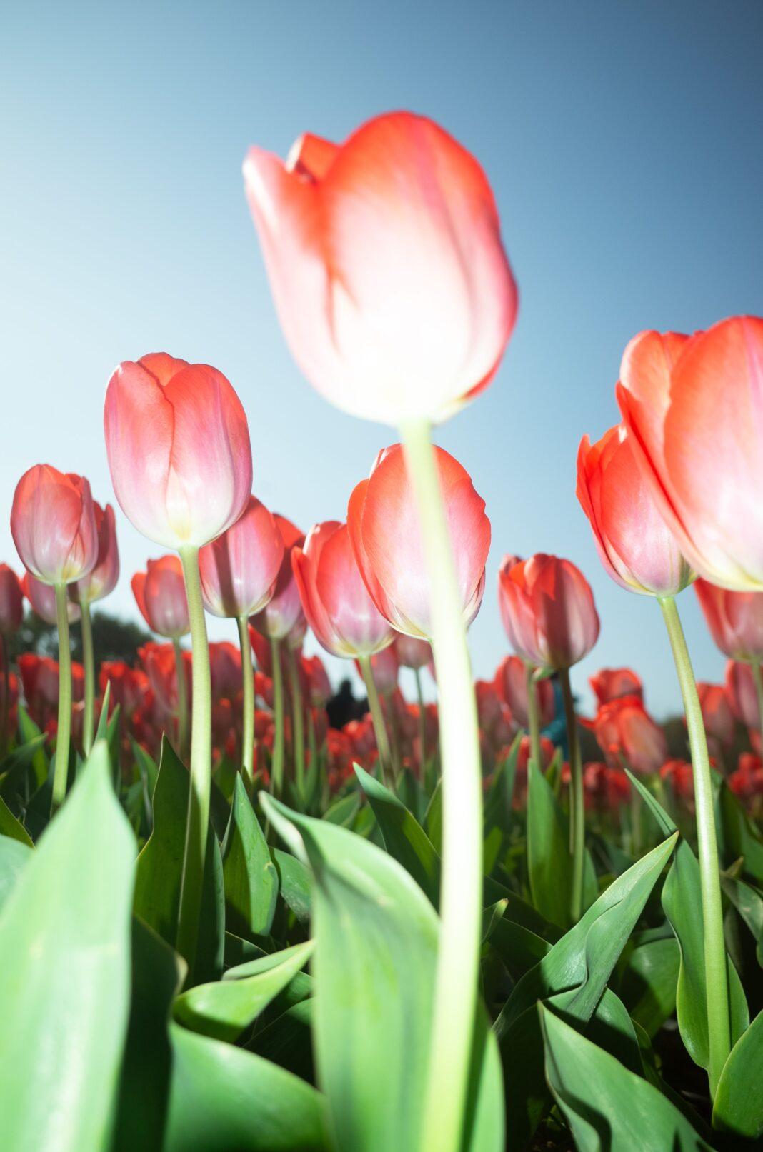 A striking image of red tulips under a clear blue sky, exemplifying natural beauty.