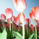 A striking image of red tulips under a clear blue sky, exemplifying natural beauty.