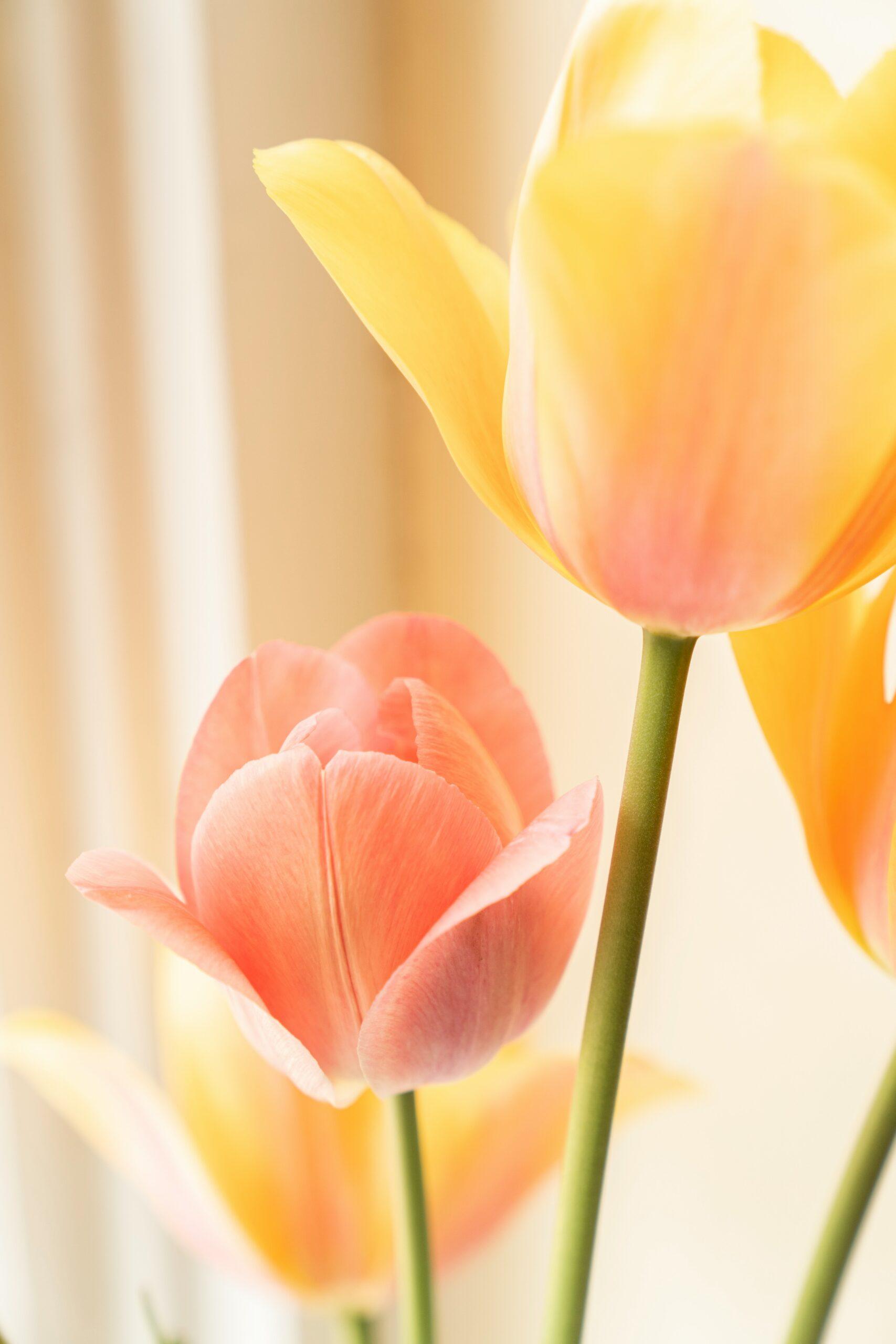 Planter ses propres tulipes : le guide de survie