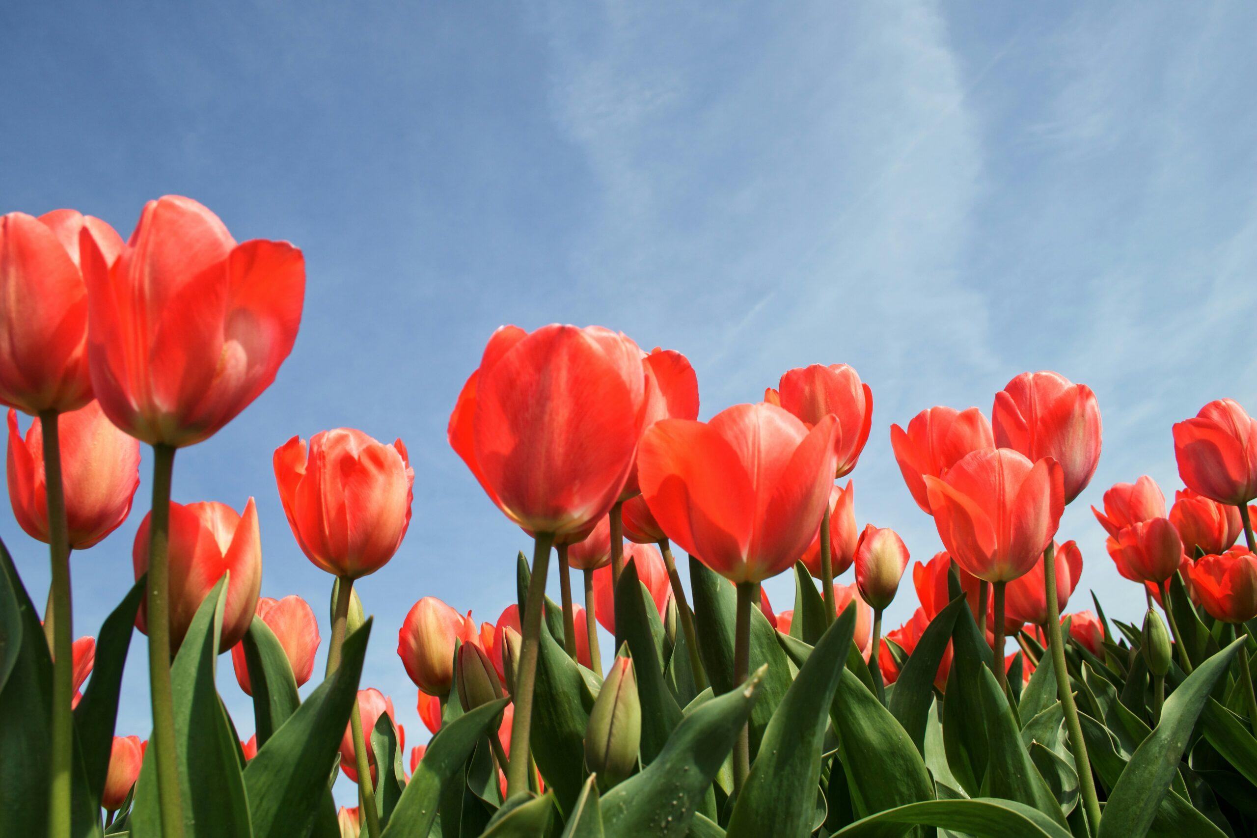 Tulipe mania : petites leçons d'une histoire explosive