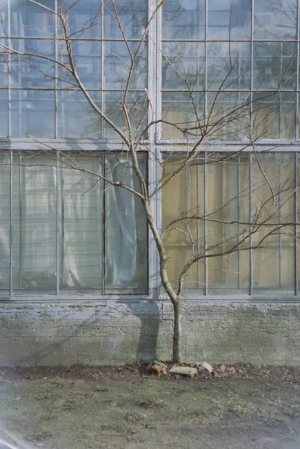 A bare tree stands in front of an old greenhouse with grid windows.