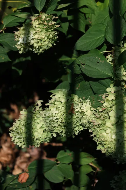 A beautiful display of oakleaf hydrangea blooms with lush green leaves on a sunny day.