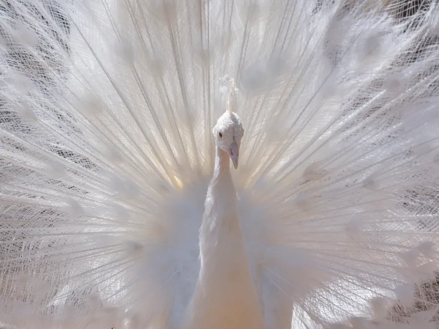 A beautiful white peacock spreads its stunning feathers outdoors in natural light.