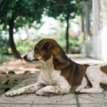 Canicule et chien en 2026 : sorties, voiture et gestes d'urgence A brown and white dog rests calmly on a garden pathway surrounded by greenery.