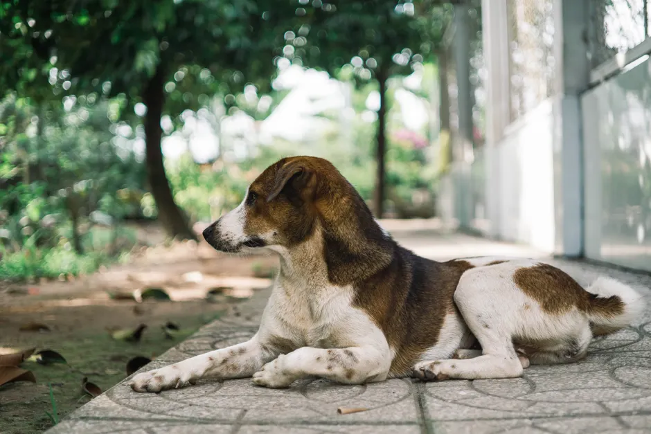 A brown and white dog rests calmly on a garden pathway surrounded by greenery.